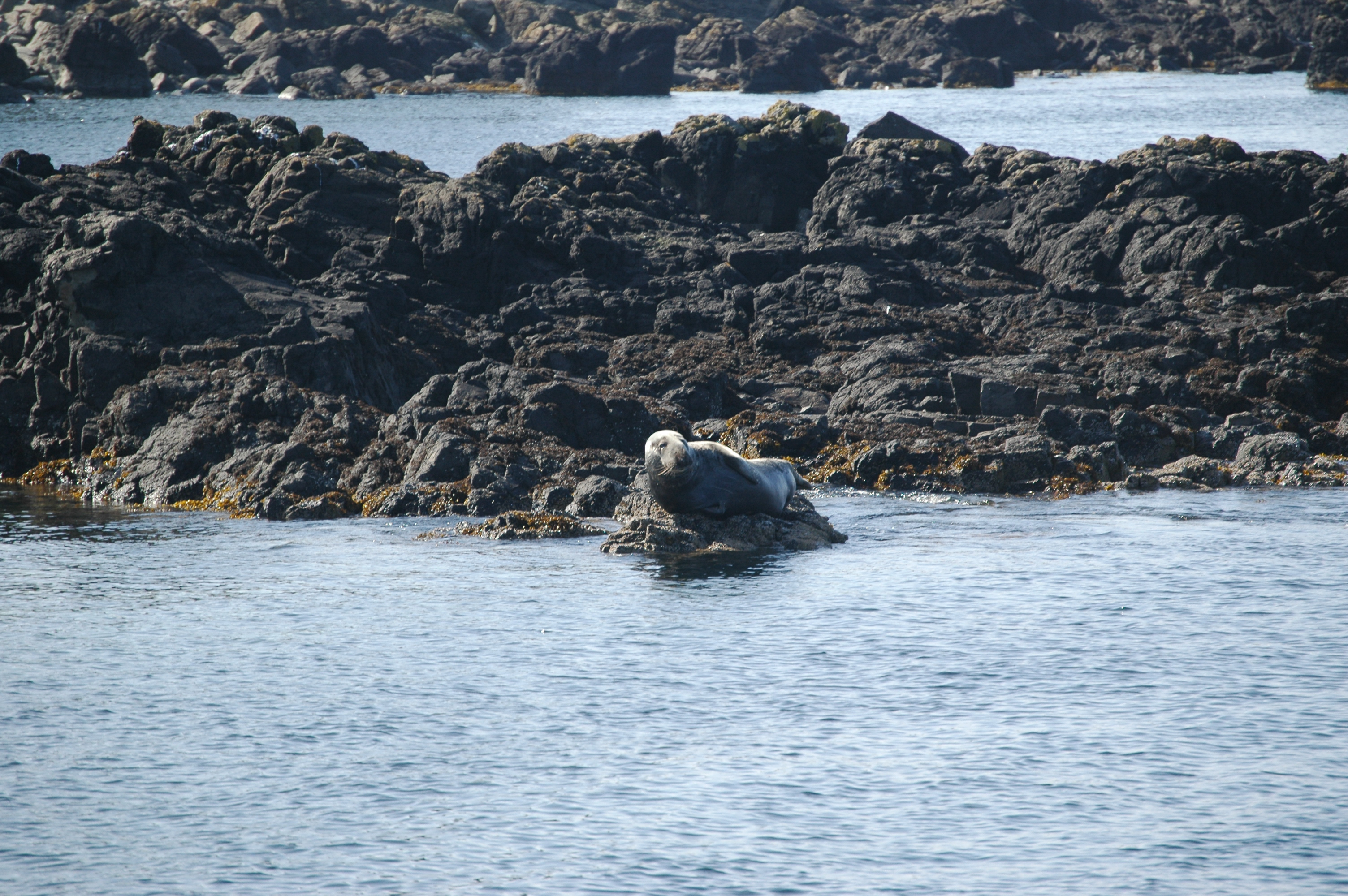 photos/wildlife/Mammal_Species/Common_Seal/Scotland 2008 1657.JPG